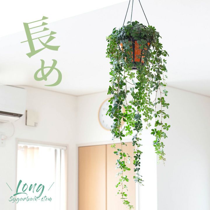 長いツルの吊り下げ観葉植物：パルテノシッサスシュガーバイン