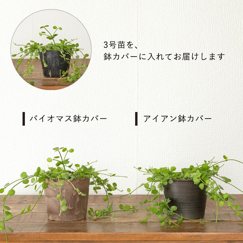 ディスキディアハートジュエリーは丈夫な品種！育て方付きe-花屋