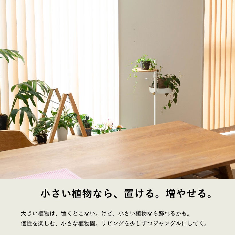 ディスキディアハートジュエリーは丈夫な品種！育て方付きe-花屋