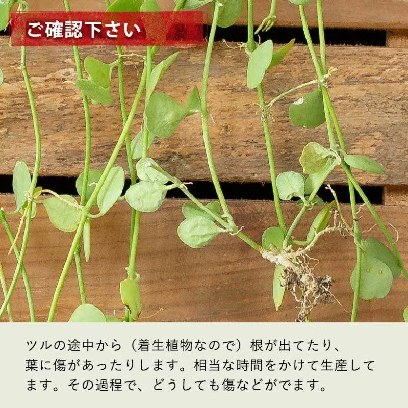 ディスキディアハートジュエリーは丈夫な品種！育て方付きe-花屋