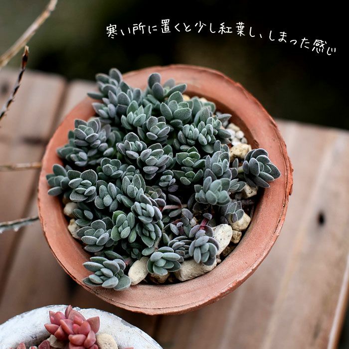 多肉植物 もりもりレモータ♡紅葉開始♪抜き苗 紅葉もりもりセット＊3種類＊多肉植物＊抜き苗かポットごと＊アクレ