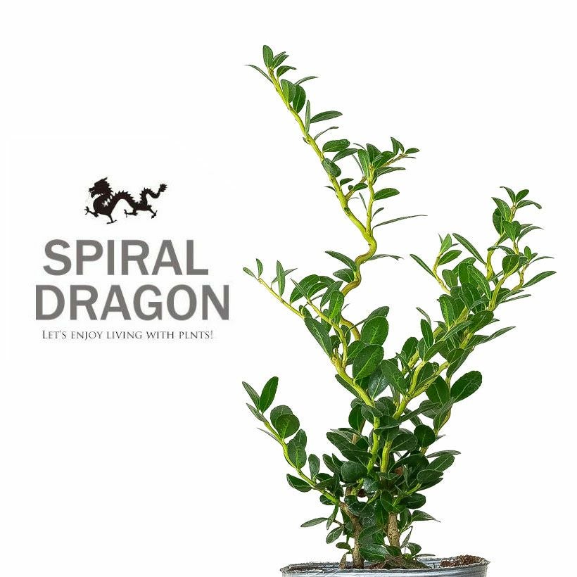 雲竜ツゲ（イレックスクレナタ）枝がくねるスパイラルドラゴン