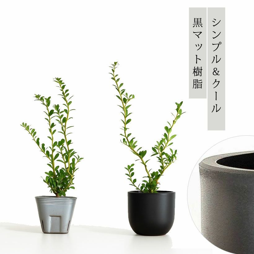 雲竜ツゲ（イレックスクレナタ）枝がくねるスパイラルドラゴン