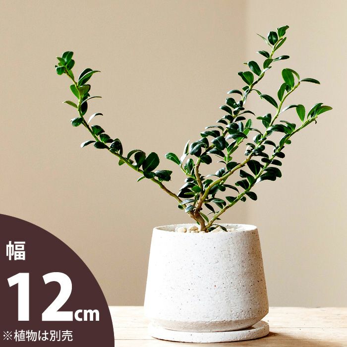 マット調石の質感白陶器鉢｜3～3.5号の観葉植物の植え替えに