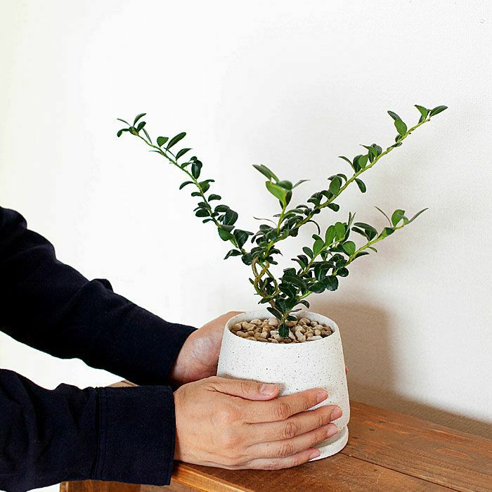 観葉植物 曲線的な白い陶器鉢 フィカス・ウンベラータ | S曲がりタイプ - 観葉植物専門店cocoha