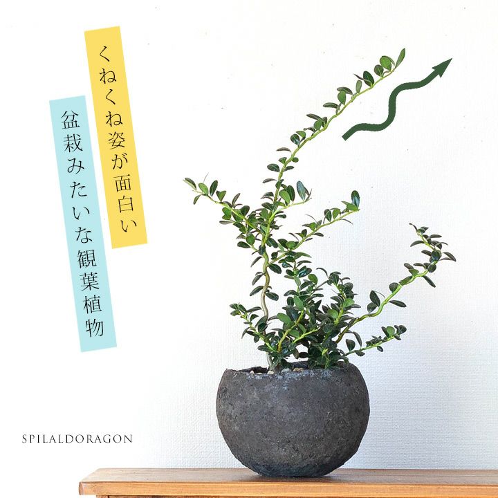 雲竜ツゲ（スパイラルドラゴン）in手作りボールPOT | [公式]e-花屋さん
