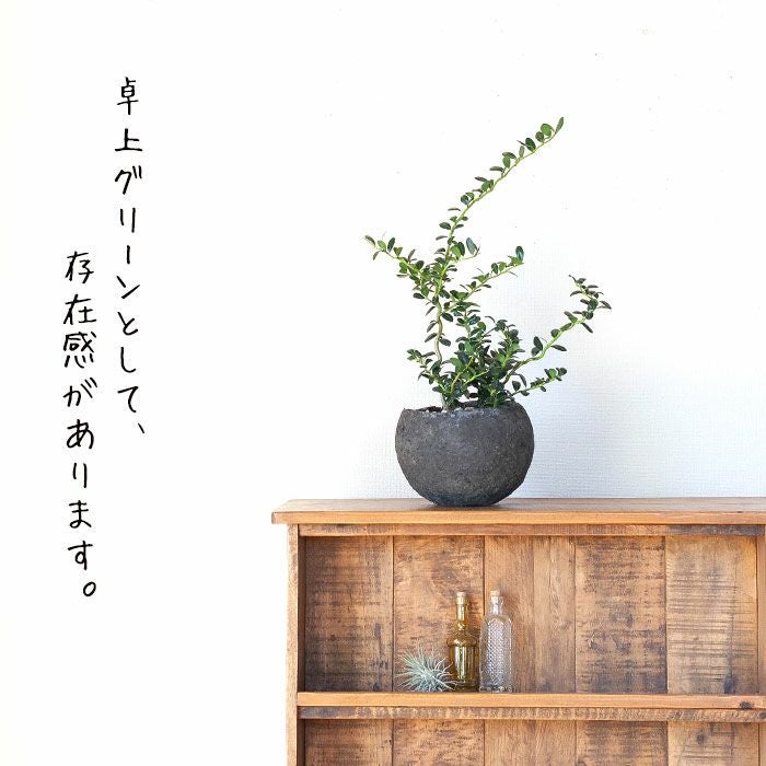 雲竜ツゲ（スパイラルドラゴン）in手作りボールPOT | [公式]e-花屋さん