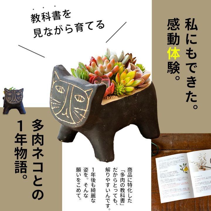 多肉植物の寄せ植え通販「可愛いネコ鉢」プレゼントにも人気！