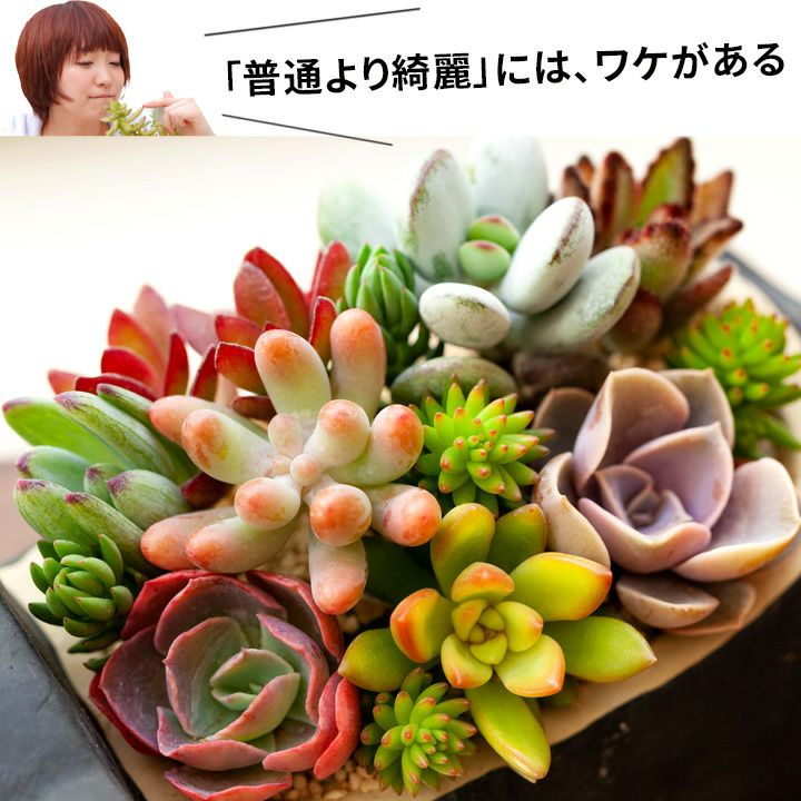 多肉植物の寄せ植え通販「可愛いネコ鉢」プレゼントにも人気！
