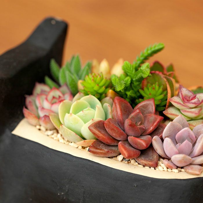 多肉植物の寄せ植え通販「可愛いネコ鉢」プレゼントにも人気！