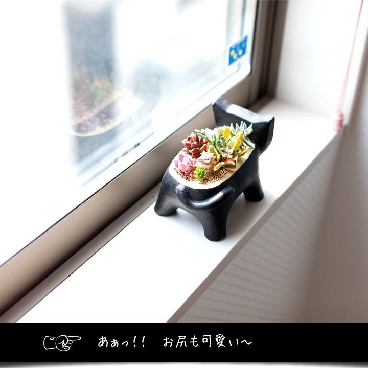 多肉植物の寄せ植え通販「可愛いネコ鉢」プレゼントにも人気！