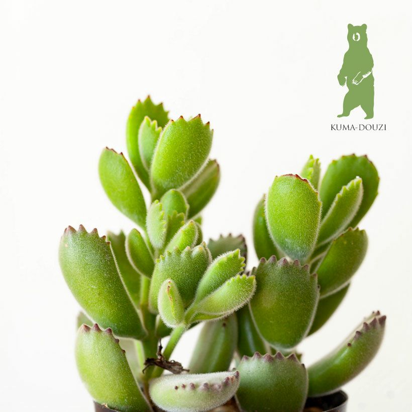 熊童子（コチレドン）育て方付き｜植え替えると素敵な多肉植物