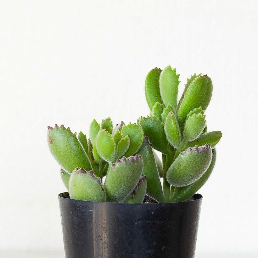 熊童子（コチレドン）育て方付き｜植え替えると素敵な多肉植物