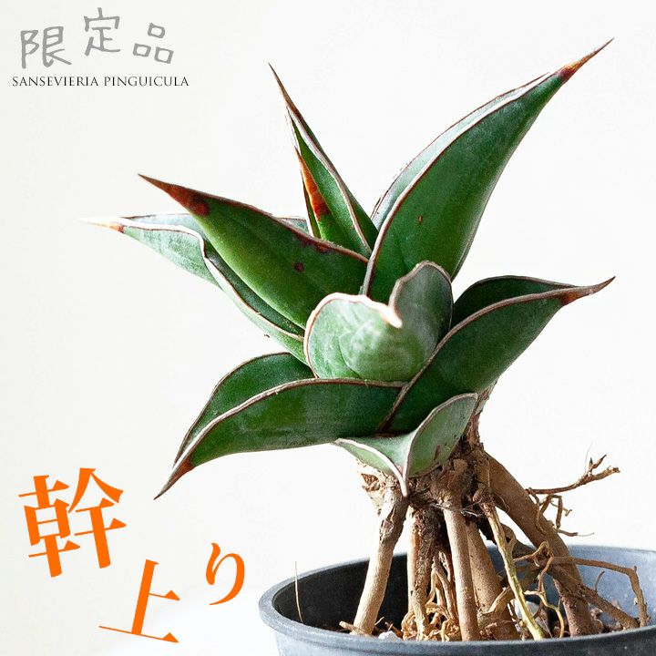 サンスベリアピングイキュラ（育て方付き）植え替えしやすい苗type