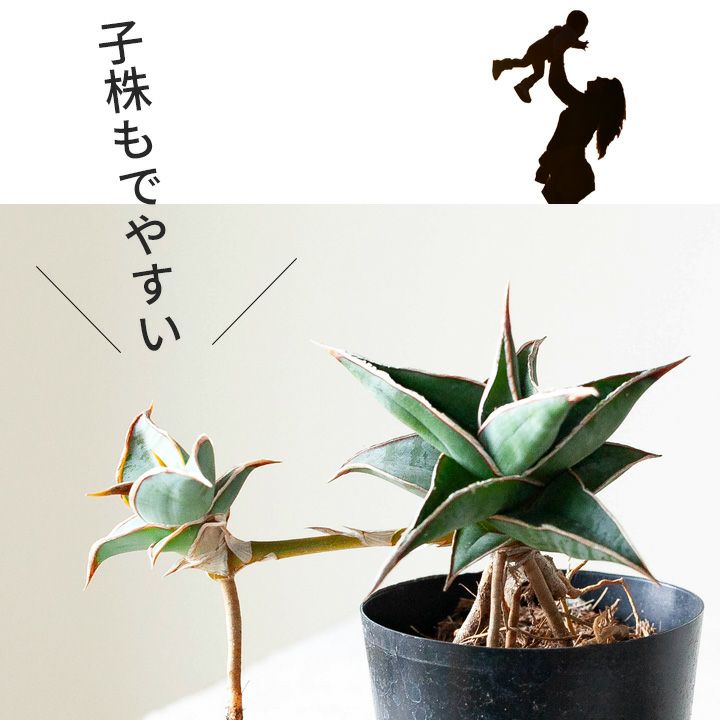 サンスベリアピングイキュラ（育て方付き）植え替えしやすい苗type