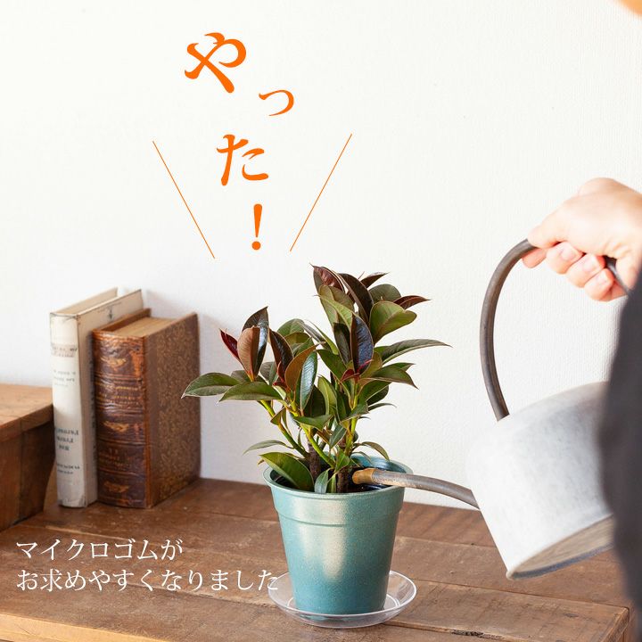 コンパクトに育つのが嬉しい！マイクロゴムの木 | [公式]e-花屋さん