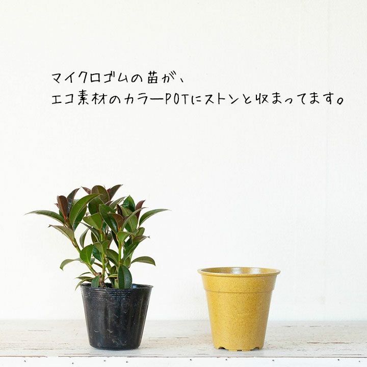 コンパクトに育つのが嬉しい！マイクロゴムの木 | [公式]e-花屋さん