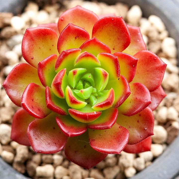 Top【選抜株】多肉植物　26431レディジア　12個　鉢無し/脱土 レディジア万華鏡｜紅葉する多肉植物（セデベリア属）育て方付き