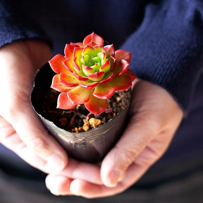 レディジア万華鏡｜紅葉する多肉植物（セデベリア属）育て方付き