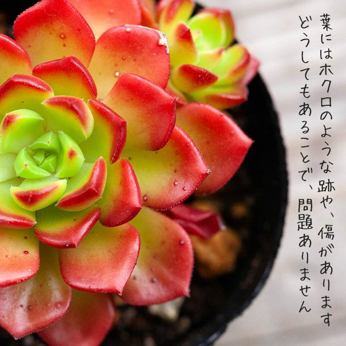 レディジア万華鏡｜紅葉する多肉植物（セデベリア属）育て方付き