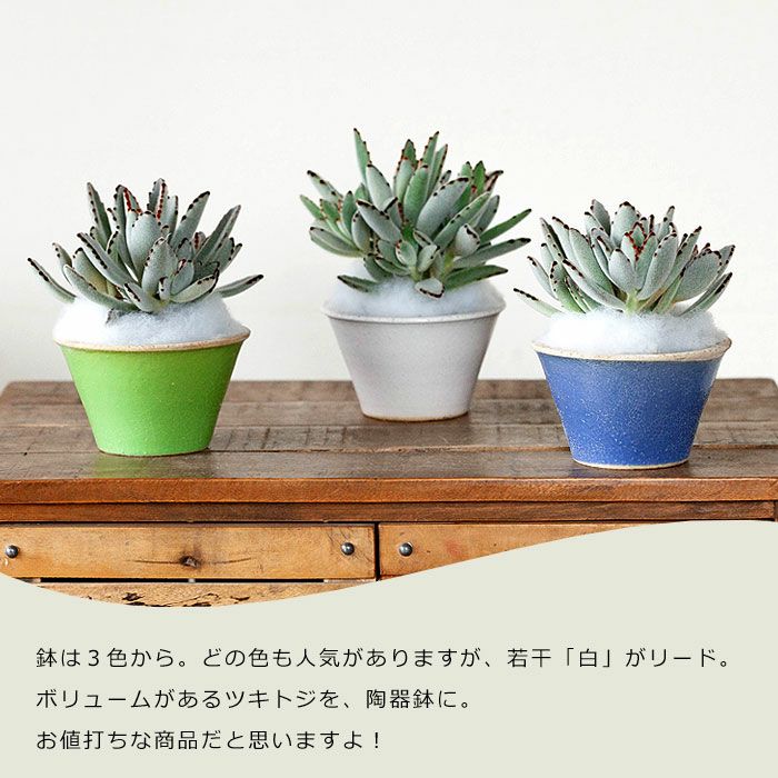 兎の耳（ツキトジ）を、浅めの陶器に仕立てました。 | [公式]e-花屋さん