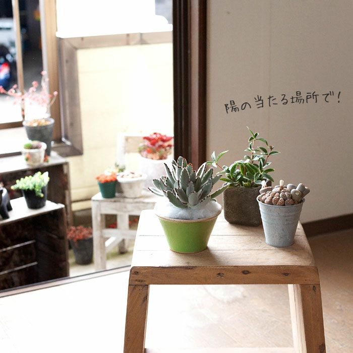 兎の耳（ツキトジ）を、浅めの陶器に仕立てました。 | [公式]e-花屋さん