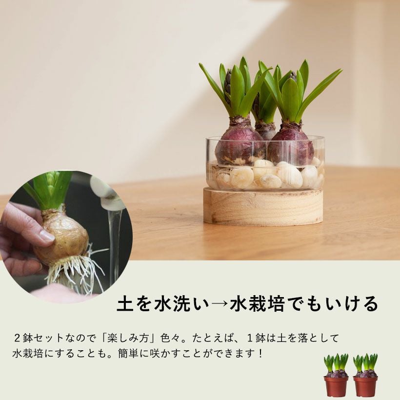 ヒヤシンス2鉢セット（花色はお任せです） | [公式]e-花屋さん