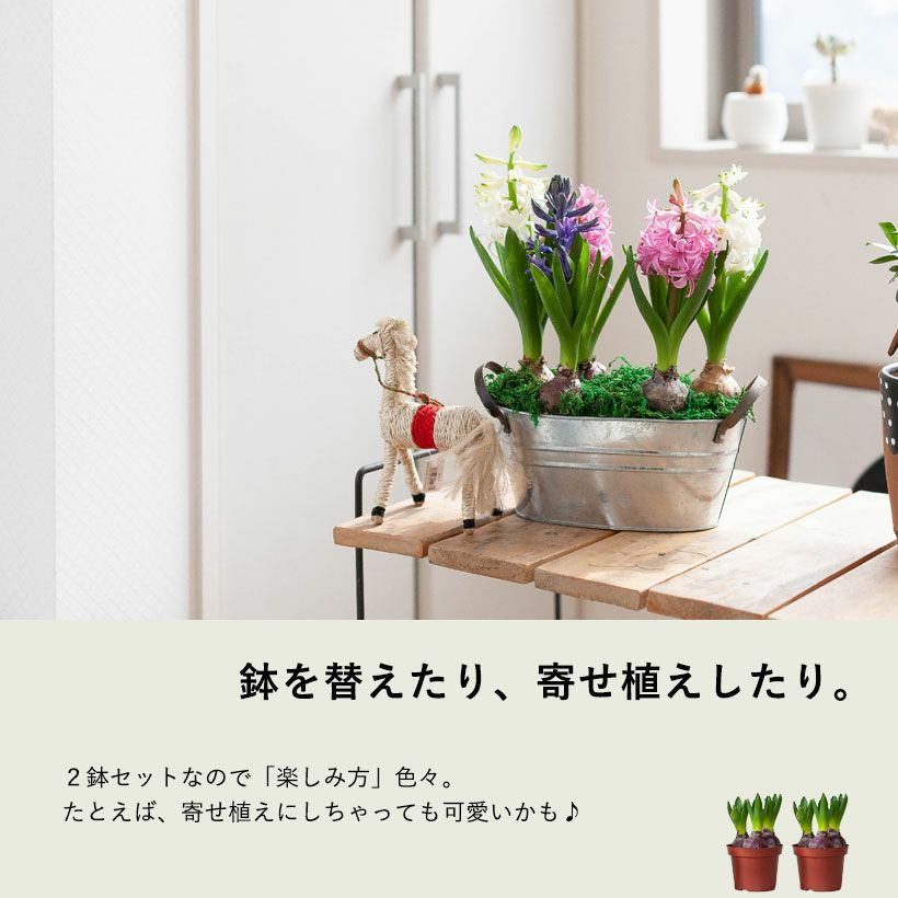 ヒヤシンス2鉢セット（花色はお任せです） | [公式]e-花屋さん