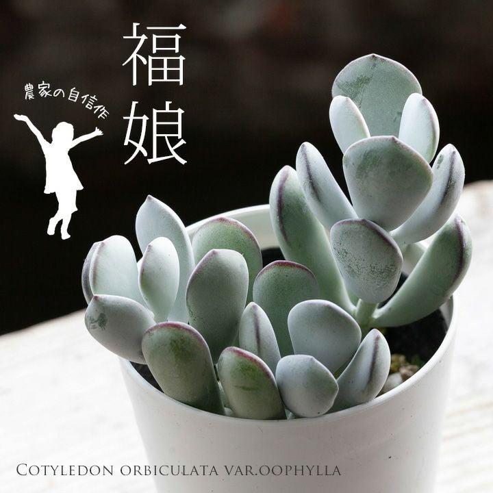 多肉植物 コチレドン・福ムスメ（オルビクラタ オーフィラ） | [公式]e