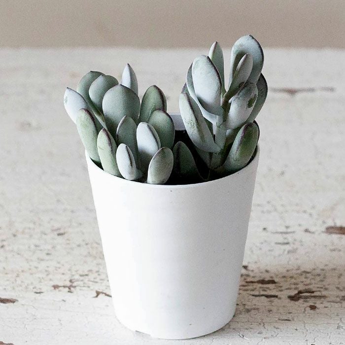 多肉植物 コチレドン・福ムスメ（オルビクラタ オーフィラ） | [公式]e