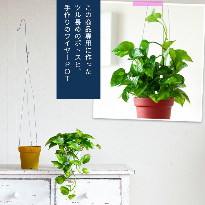 吊るすポトス『吊り下げ（ハンギング）鉢』｜予約受付：e花屋さん