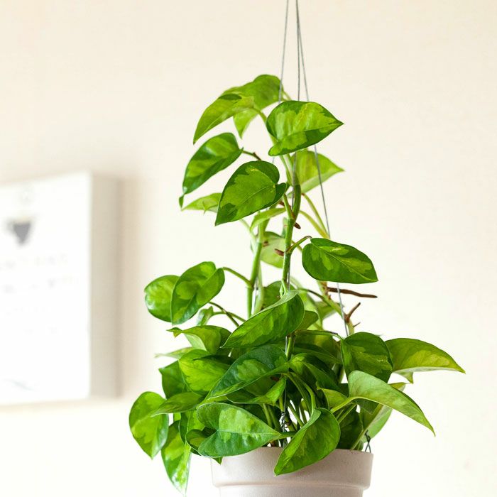 吊るすポトス『吊り下げ（ハンギング）鉢』｜予約受付：e花屋さん