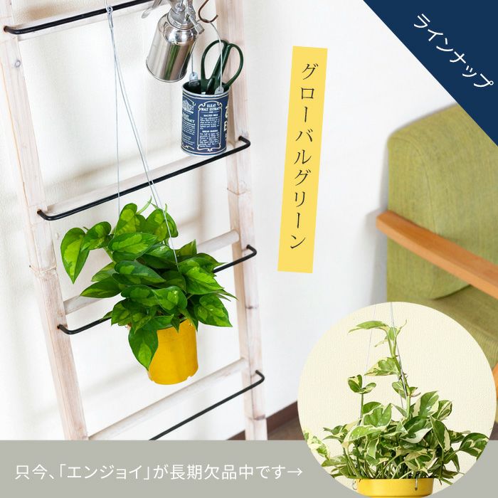 吊るすポトス『吊り下げ（ハンギング）鉢』｜予約受付：e花屋さん