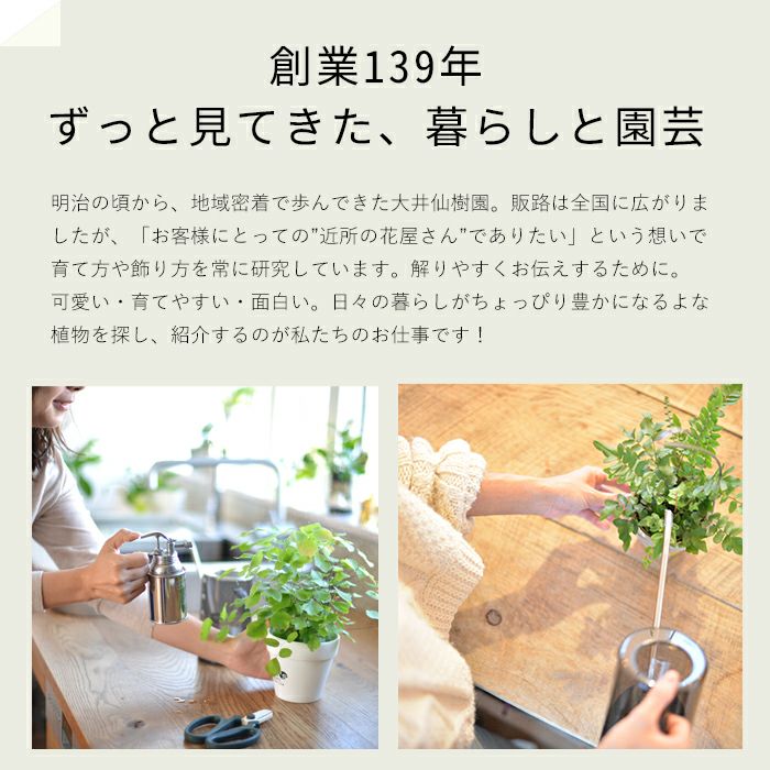 吊るすポトス『吊り下げ（ハンギング）鉢』｜予約受付：e花屋さん