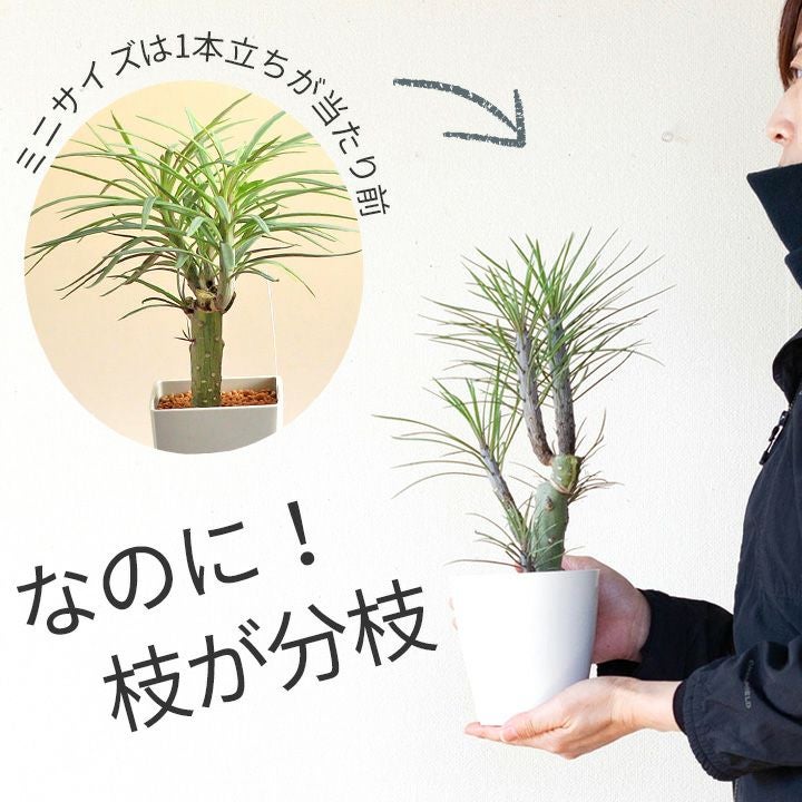 000000001637-04.jpg?size=l&w=