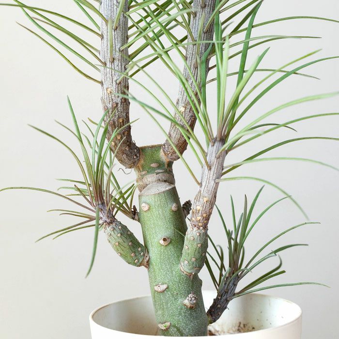 モンキーツリー（育て方付き）幸せを呼ぶ多肉植物： e-花屋さん