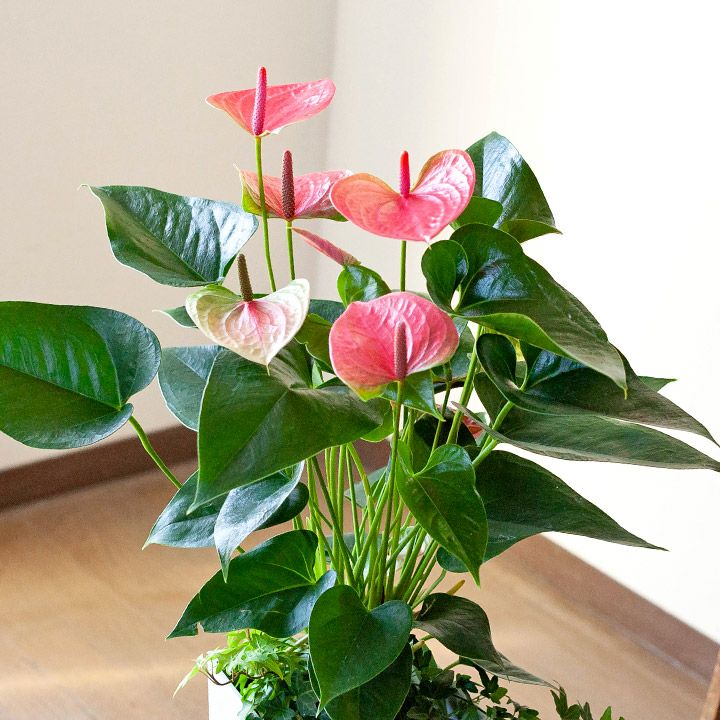 アンスリウム（ピンク）グリーン寄せ植え、育て方付き！e花屋
