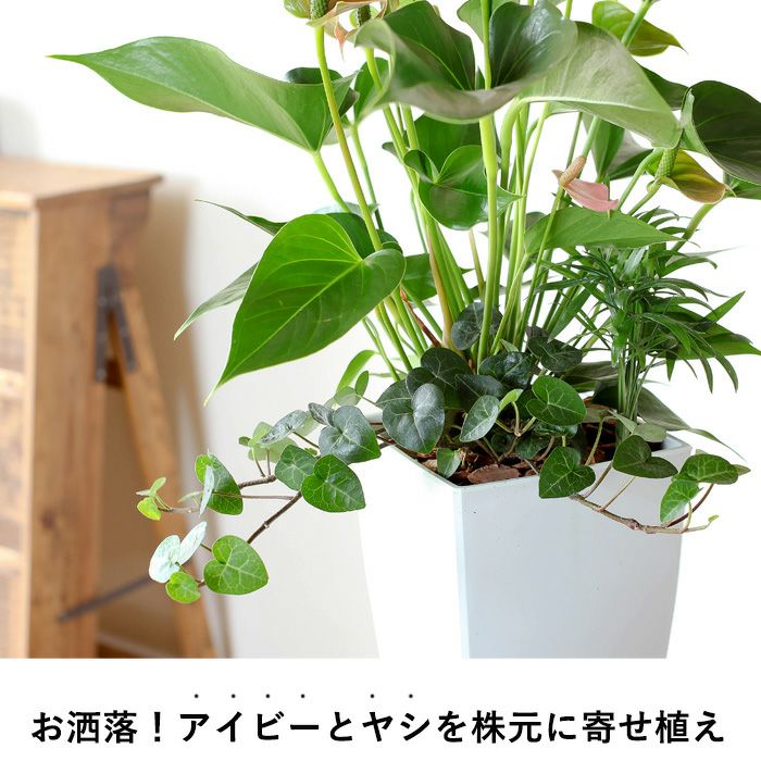 000000001647-05.jpg?size=l&w=