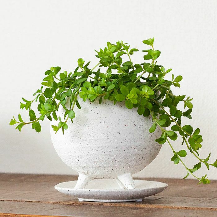 作家ものみたいな足付き白植木鉢｜3号サイズ植物の植え替えに！