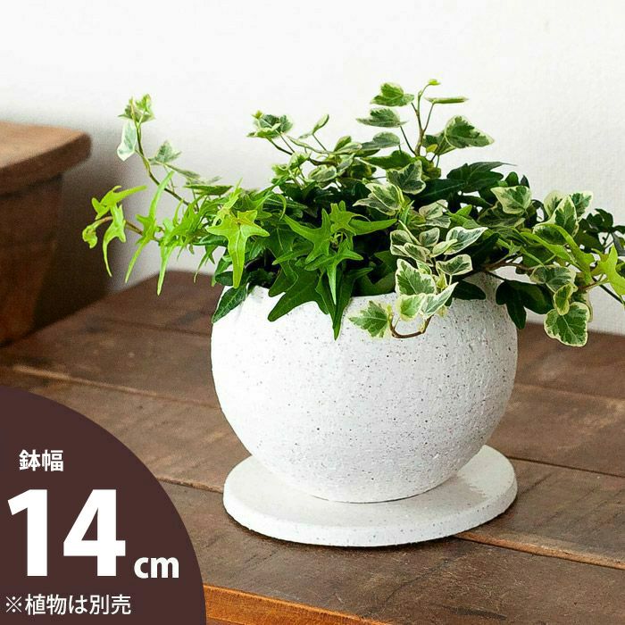 ボール型が人気！マット調植木鉢｜3～3.5号観葉植物の植え替え