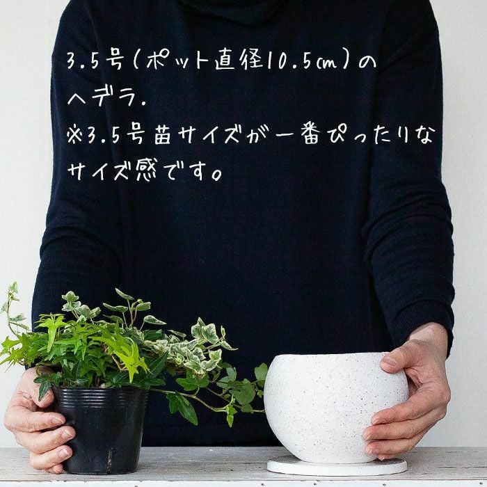 ボール型が人気！マット調植木鉢｜3～3.5号観葉植物の植え替え