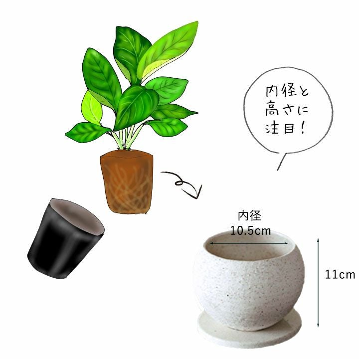 ボール型が人気！マット調植木鉢｜3～3.5号観葉植物の植え替え