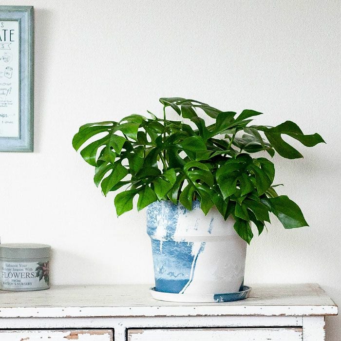 軽くて使いやすいカラー植木鉢5～6号サイズ植物の植え替えに