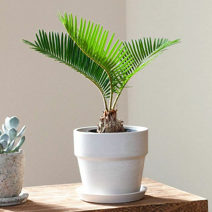 おしゃれ！プラスチック植木鉢｜木粉や石を練りこんだ樹脂製