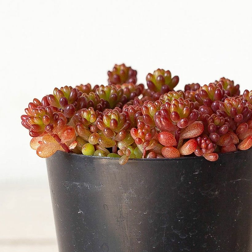セダム・レッドベリー｜虹の玉に比べ矮性で美しい多肉植物