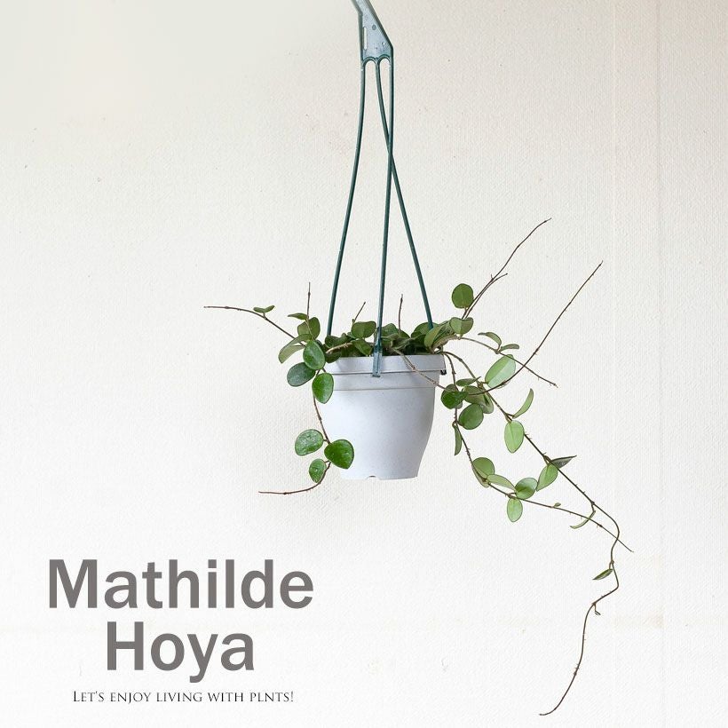 ホヤ・マチルダ｜花を目標に、多肉質で可愛い植物を育ててみませんか？