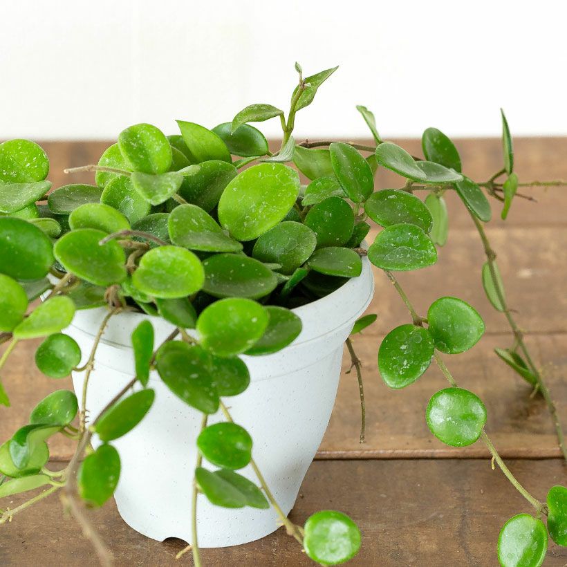 ホヤ・マチルダ｜花を目標に、多肉質で可愛い植物を育ててみませんか？