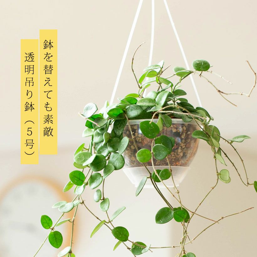 ホヤ・マチルダ｜花を目標に、多肉質で可愛い植物を育ててみませんか？