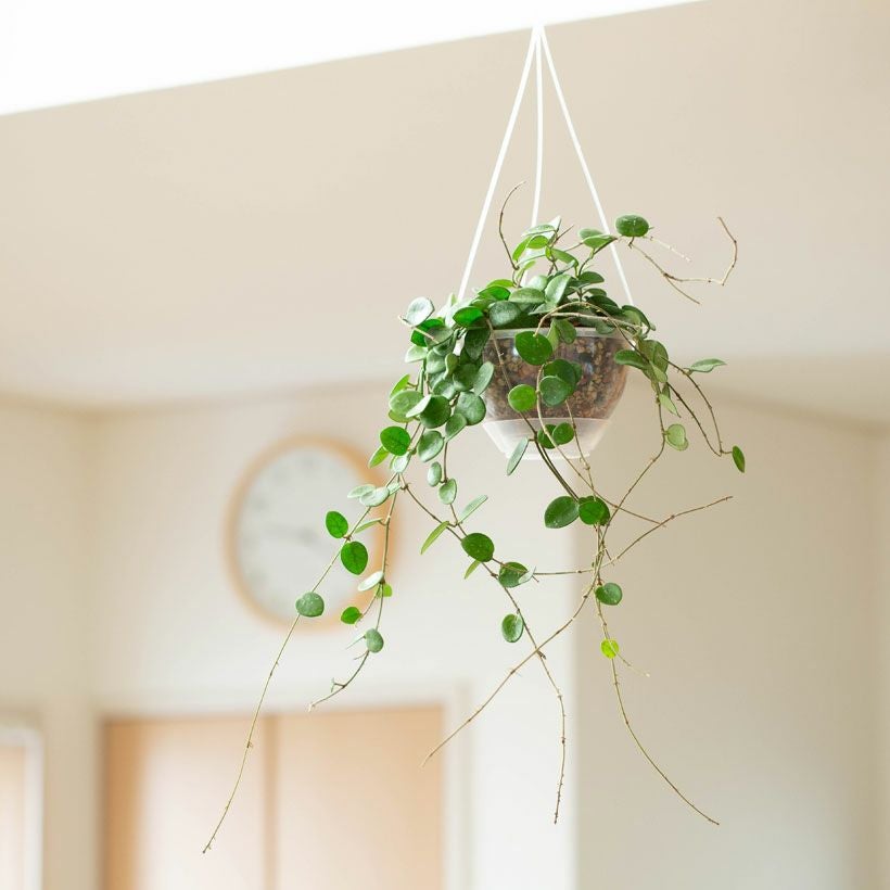 ホヤ・マチルダ｜花を目標に、多肉質で可愛い植物を育ててみませんか？