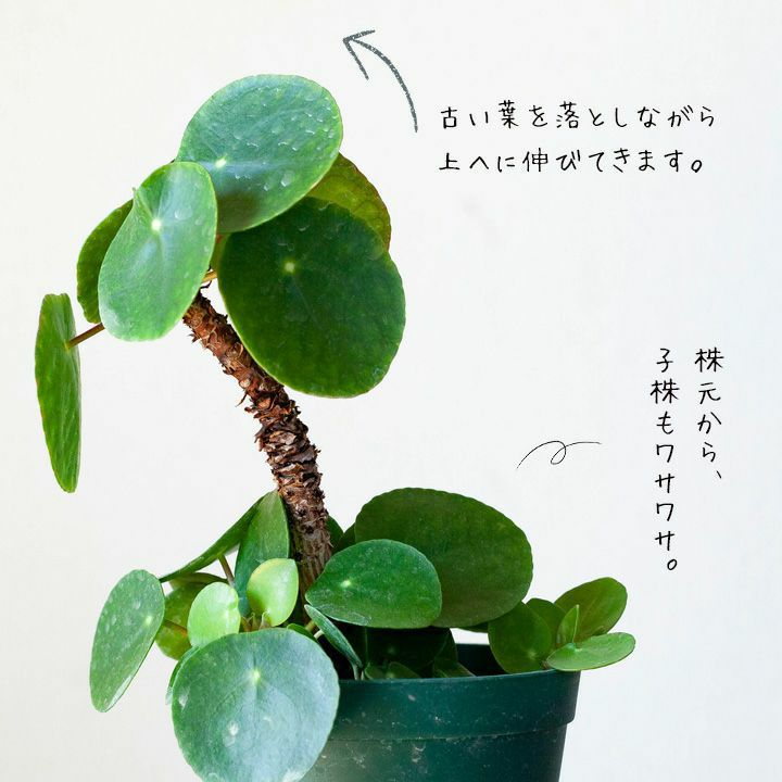 ※nico  ピレアペペロミオイデス ピレア ペペロミオイデス【観葉植物 3.5号ポット】｜ 【植物の